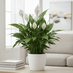 Peace Lily Plant